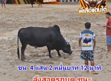 คลิปวัวชนย้อนหลัง ผลการชน ลังสาดชนะศึก (รถบดท่าศาลา)  VS  โหนดสิงห์โตดำ (อ้ายตุ้ง)