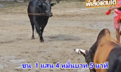 คลิปวัวชนย้อนหลัง ผลการชน โหนดเพชรบ้านนอก  VS ลังสาดกำไรเพชร