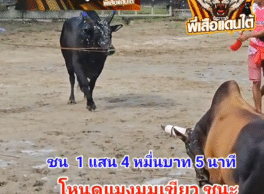 คลิปวัวชนย้อนหลัง ผลการชน โหนดเพชรบ้านนอก  VS ลังสาดกำไรเพชร