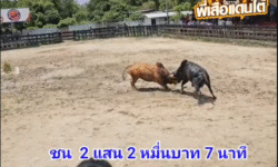 คลิปวัวชนย้อนหลัง ผลการชน โคอัศวินพานเพชร (ดาวลอย) VS โคแดงงามลูกสายฝน (จ่าโก๊ะ)