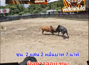 คลิปวัวชนย้อนหลัง ผลการชน โคอัศวินพานเพชร (ดาวลอย) VS โคแดงงามลูกสายฝน (จ่าโก๊ะ)