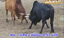 คลิปวัวชนย้อนหลัง ผลการชน โคขาวราชสีห์ (ไอ้วันครู) VS โคโหนดมาพิชิต (ไอ้บ๋อง)