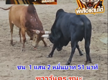 คลิปวัวชนย้อนหลัง ผลการชน โคขาวราชสีห์ (ไอ้วันครู) VS โคโหนดมาพิชิต (ไอ้บ๋อง)