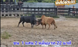 คลิปวัวชนย้อนหลัง ผลการชน โคดุกด้างพิชิตชัย (ลูกเส็ง) VS โคขาวสมใจนึก