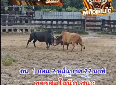 คลิปวัวชนย้อนหลัง ผลการชน โคดุกด้างพิชิตชัย (ลูกเส็ง) VS โคขาวสมใจนึก