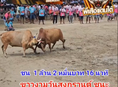 คลิปวัวชนย้อนหลัง ผลการชน โคขาวงามวันสงกรานต์ (อ้ายสงกรานต์) VS โคแดงงามแสนดี