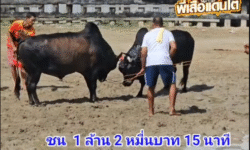 คลิปวัวชนย้อนหลัง ผลการชน โคโหนดงามมหาดไทย (ทองหล่อ) VS โคนิลงามจักรพรรดิเล็ก (มังคุด)