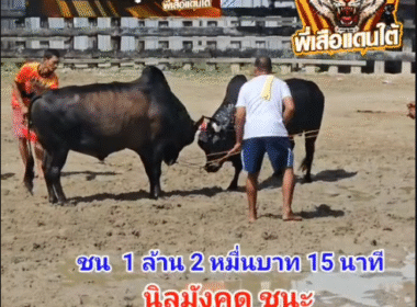 คลิปวัวชนย้อนหลัง ผลการชน โคโหนดงามมหาดไทย (ทองหล่อ) VS โคนิลงามจักรพรรดิเล็ก (มังคุด)