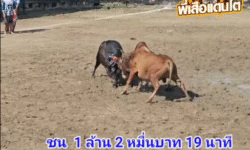 คลิปวัวชนย้อนหลัง ผลการชน แดงงามปานเพชรทายาทเขาแก้ว VS ดุกด้างงามธารารินทร์ (ลูกควายพิปูน)