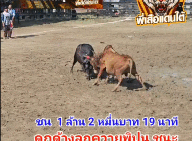 คลิปวัวชนย้อนหลัง ผลการชน แดงงามปานเพชรทายาทเขาแก้ว VS ดุกด้างงามธารารินทร์ (ลูกควายพิปูน)