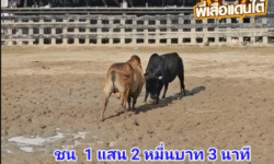 คลิปวัวชนย้อนหลัง ผลการชน ดุกด้างใจเด็ดเพชรราชสีห์ (ส.ห.) VS ลังสาดนักรบ
