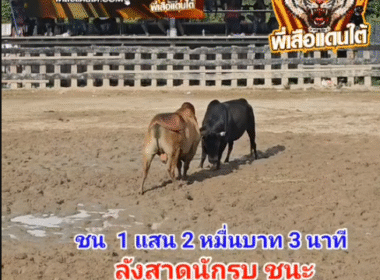คลิปวัวชนย้อนหลัง ผลการชน ดุกด้างใจเด็ดเพชรราชสีห์ (ส.ห.) VS ลังสาดนักรบ