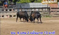 คลิปวัวชนย้อนหลัง ผลการชน โหนดธนันชัย (ไอ้จ้อง) VS ดุกด้างอ๊องเจ