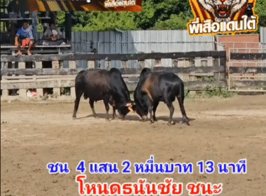 คลิปวัวชนย้อนหลัง ผลการชน โหนดธนันชัย (ไอ้จ้อง) VS ดุกด้างอ๊องเจ