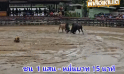 คลิปวัวชนย้อนหลัง ผลการชน ลายเพชรกำแพง (กำแพง) VS ลังสาดงามปานเพชรยอดพิชิตชัย (ไอ้ปาน)