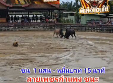 คลิปวัวชนย้อนหลัง ผลการชน ลายเพชรกำแพง (กำแพง) VS ลังสาดงามปานเพชรยอดพิชิตชัย (ไอ้ปาน)