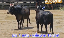 คลิปวัวชนย้อนหลัง ผลการชน ดุกด้างก้องพิภพนักรบแดนใต้ VS ดุกด้างพนมรุ้ง (วันเด็ก)