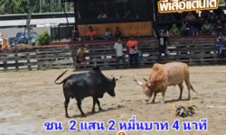 คลิปวัวชนย้อนหลัง ผลการชน ขาวงามราชมงคล (ตามใจพ่อ) VS ดุกด้างอัศวินยอดขุนพล (เพชรดำ)