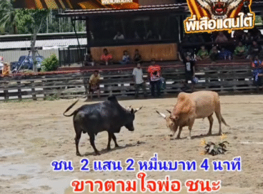คลิปวัวชนย้อนหลัง ผลการชน ขาวงามราชมงคล (ตามใจพ่อ) VS ดุกด้างอัศวินยอดขุนพล (เพชรดำ)