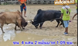 คลิปวัวชนย้อนหลัง ผลการชน ดุกด้างเพชรบัญชาชัย (ไอ้โบส) VS ลังสาดเพชรบุญรอด (ไอ้ลั่น)