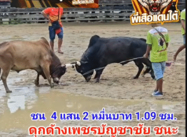คลิปวัวชนย้อนหลัง ผลการชน ดุกด้างเพชรบัญชาชัย (ไอ้โบส) VS ลังสาดเพชรบุญรอด (ไอ้ลั่น)
