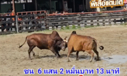 คลิปวัวชนย้อนหลัง ผลการชน ลันดานักล่าสิงโตทอง VS ลังสาดหนึ่งในรักบี้