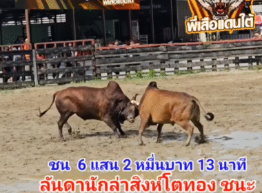 คลิปวัวชนย้อนหลัง ผลการชน ลันดานักล่าสิงโตทอง VS ลังสาดหนึ่งในรักบี้