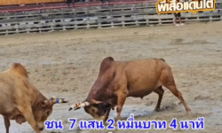 คลิปวัวชนย้อนหลัง ผลการชน แดงงามเทพบัญชาดาราชัย (ท่านด้วน)  VS ขาวงามปานเพชร เพชรลูกเต้า (ลูกเทพ)