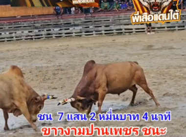 คลิปวัวชนย้อนหลัง ผลการชน แดงงามเทพบัญชาดาราชัย (ท่านด้วน)  VS ขาวงามปานเพชร เพชรลูกเต้า (ลูกเทพ)