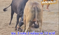 คลิปวัวชนย้อนหลัง ผลการชน ดุกด้างก้องสยามเพชรเมืองใต้ (ไอ้หลง) VS ลังสาดลูกสำเริงทรัพย์