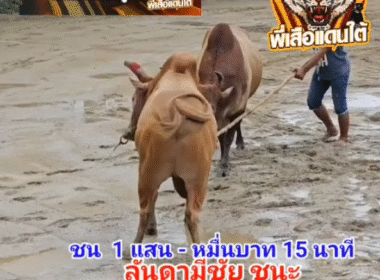 คลิปวัวชนย้อนหลัง ผลการชน โคขาวนำขบวน (หลุกหลิก) VS โคลันดามีชัยขวัญใจพ่อลุง (สีนิล)