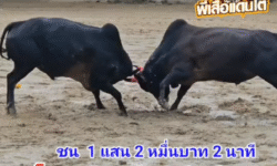 คลิปวัวชนย้อนหลัง ผลการชน โหนดท้องลายขุนศึกเล็ก (ไอ้กุบ) VS โหนดพยัคฆ์เล็ก (ถุงเงิน)