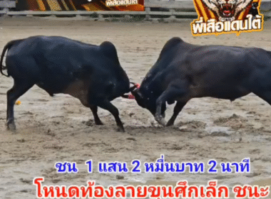 คลิปวัวชนย้อนหลัง ผลการชน โหนดท้องลายขุนศึกเล็ก (ไอ้กุบ) VS โหนดพยัคฆ์เล็ก (ถุงเงิน)