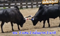 คลิปวัวชนยอ้นหลัง ผลการชน โหนดงามมเหศวร (ขนเพชร) VS ดกุด้าแซมพันพยัคฆ์จอมลีลา