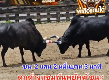คลิปวัวชนยอ้นหลัง ผลการชน โหนดงามมเหศวร (ขนเพชร) VS ดกุด้าแซมพันพยัคฆ์จอมลีลา