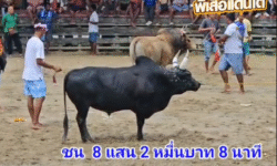 คลิปวัวชนย้อนหลัง ผลการชน โคนิลสังหราชเพชรฆาตหน้าหยก (ตาปี) VS โคลังสาดเรืองวิชา (ไข่แดง)