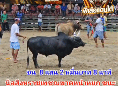 คลิปวัวชนย้อนหลัง ผลการชน โคนิลสังหราชเพชรฆาตหน้าหยก (ตาปี) VS โคลังสาดเรืองวิชา (ไข่แดง)