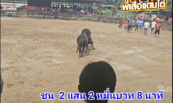 คลิปวัวชนย้อนหลัง ผลการชน โหนดอัศวินนำทรัพย์ (ท่านโหนด) VS โคโหนดเพชรำพันล้านยอดแสนคม (ท่านทอม)
