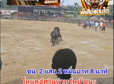 คลิปวัวชนย้อนหลัง ผลการชน โหนดอัศวินนำทรัพย์ (ท่านโหนด) VS โคโหนดเพชรำพันล้านยอดแสนคม (ท่านทอม)