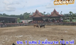 คลิปวัวชนย้อนหลัง ผลการชน โคดุกด้างเพชรภูตะวัน (แม็กนั่ม) VS โคลังสาดขุนพลแวมไพร์