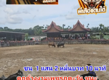 คลิปวัวชนย้อนหลัง ผลการชน โคดุกด้างเพชรภูตะวัน (แม็กนั่ม) VS โคลังสาดขุนพลแวมไพร์