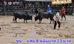 คลิปวัวชนย้อนหลัง ผลการชน โหนดแสนรักคมพยัคฆ์นำชัย (ลูกแย้ง) VS โหนดงามรุ่งเรืองเล็ก (อ้ายขี้ร้อง)
