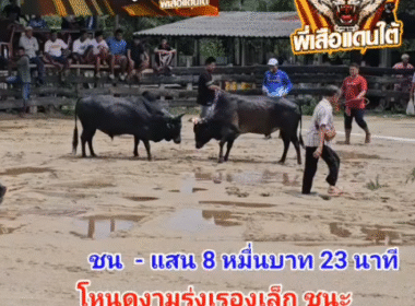 คลิปวัวชนย้อนหลัง ผลการชน โหนดแสนรักคมพยัคฆ์นำชัย (ลูกแย้ง) VS โหนดงามรุ่งเรืองเล็ก (อ้ายขี้ร้อง)