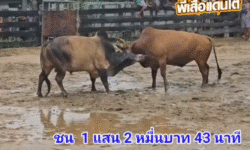 คลิปวัวชนย้อนหลัง ผลการชน ลันดามังกรฟ้าช.บ้านสวนบารมีพ่อ (ลูซาน) VS  โหนดหลังขาวทรนงค์หัวใจสิงห์ (อ้ายศิลปิน)