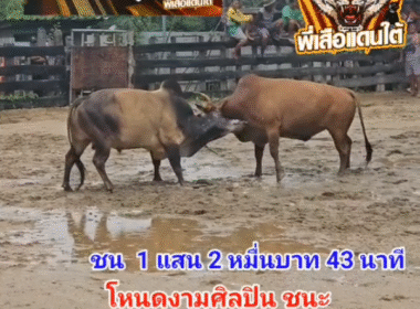 คลิปวัวชนย้อนหลัง ผลการชน ลันดามังกรฟ้าช.บ้านสวนบารมีพ่อ (ลูซาน) VS  โหนดหลังขาวทรนงค์หัวใจสิงห์ (อ้ายศิลปิน)