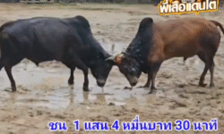 คลิปวัวชนย้อนหลัง ผลการชน ดุกด้างเทพประทานชัย (ดำลูกเดียว) VS ลังสาดเพชรรุ่งเรือง