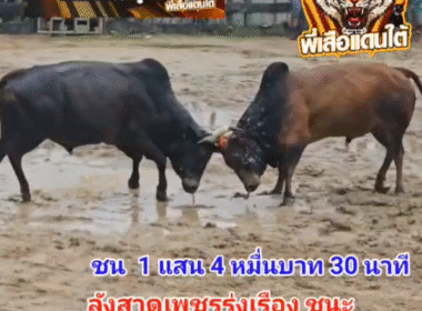 คลิปวัวชนย้อนหลัง ผลการชน ดุกด้างเทพประทานชัย (ดำลูกเดียว) VS ลังสาดเพชรรุ่งเรือง