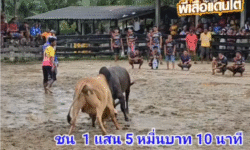 คลิปวัวชนย้อนหลัง ผลการชน โหนดมงคลชัย (ตุ๊กแก) VS ขาวงามเจ้าปัญญา (พาโล)