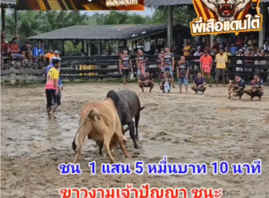 คลิปวัวชนย้อนหลัง ผลการชน โหนดมงคลชัย (ตุ๊กแก) VS ขาวงามเจ้าปัญญา (พาโล)