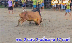 คลิปวัวชนย้อนหลัง ผลการชน ดุกด้างเพชรสามเหลี่ยม (ลูกเต็นท์) VS  แดงอสรพิษ (จาโก้ย)